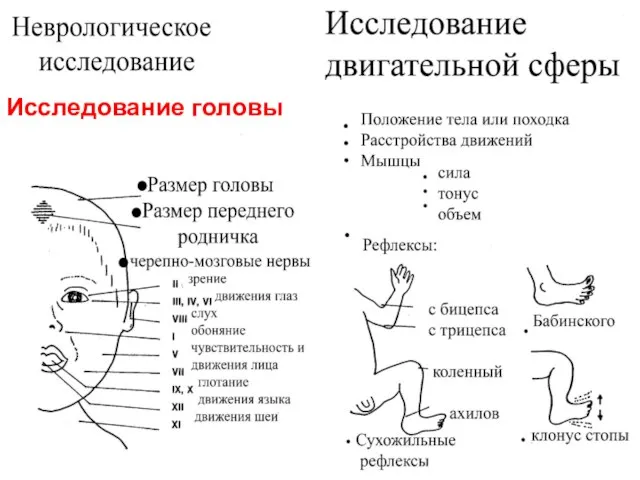 Исследование головы