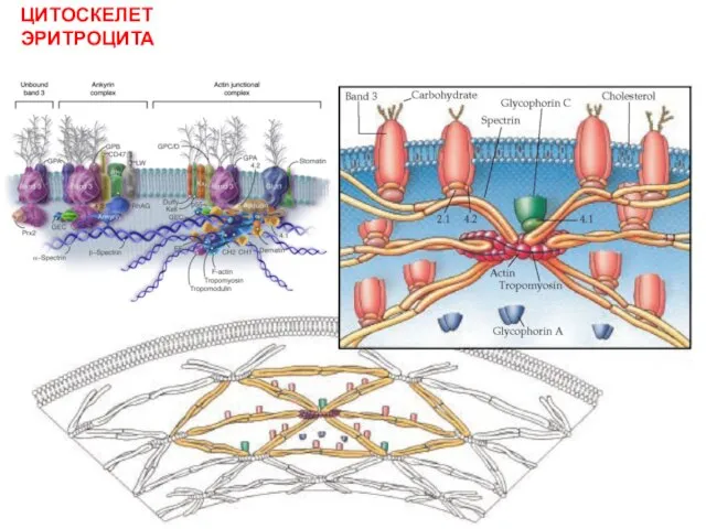 ЦИТОСКЕЛЕТ ЭРИТРОЦИТА