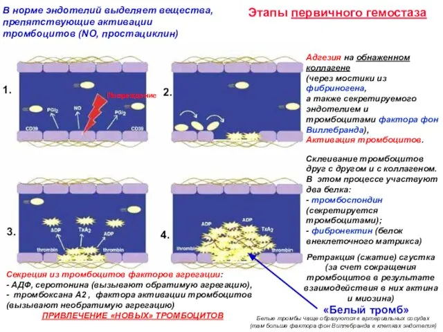 Этапы первичного гемостаза В норме эндотелий выделяет вещества, препятствующие активации тромбоцитов