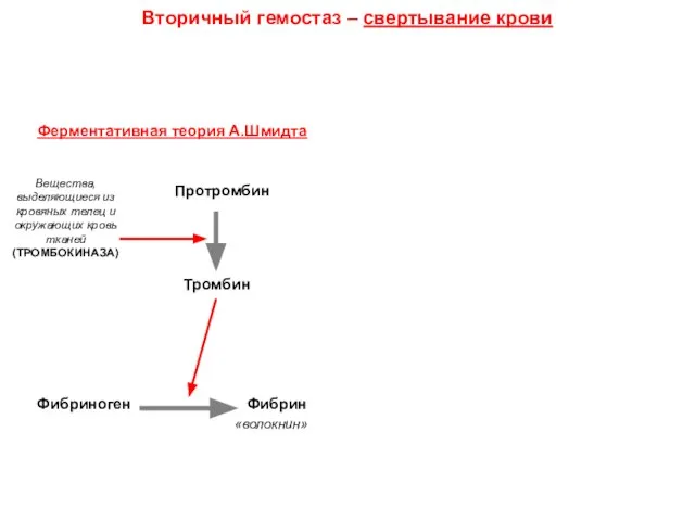 Вторичный гемостаз – свертывание крови Ферментативная теория А.Шмидта Протромбин Тромбин Вещества,