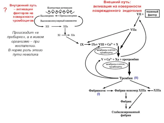 ? Внешний путь: активация на поверхности поврежденного эндотелия Внутренний путь – активация факторов на поверхности тромбоцитов