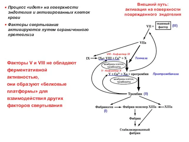 Тенназа Протромбиназа (II) (I) Внешний путь: активация на поверхности поврежденного эндотелия