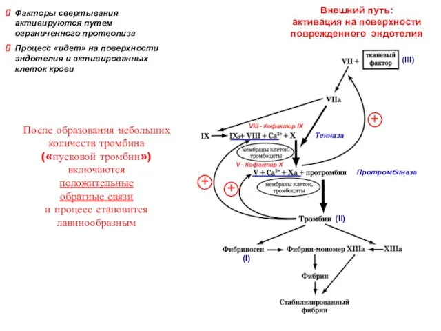 Тенназа Протромбиназа (II) (I) Внешний путь: активация на поверхности поврежденного эндотелия