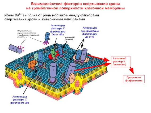 Взаимодействие факторов свертывания крови на тромбогенной поверхности клеточной мембраны Ионы Са2+