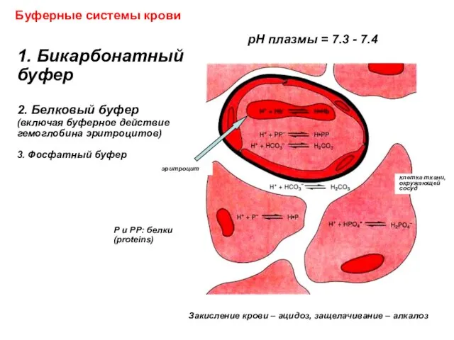 1. Бикарбонатный буфер 2. Белковый буфер (включая буферное действие гемоглобина эритроцитов)