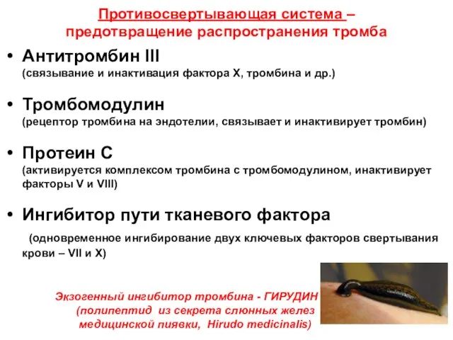 Противосвертывающая система – предотвращение распространения тромба Антитромбин III (связывание и инактивация