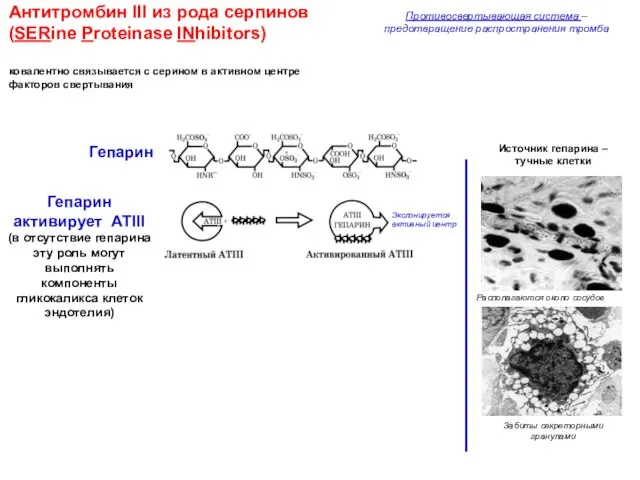 Антитромбин III из рода серпинов (SERine Proteinase INhibitors) ковалентно связывается с