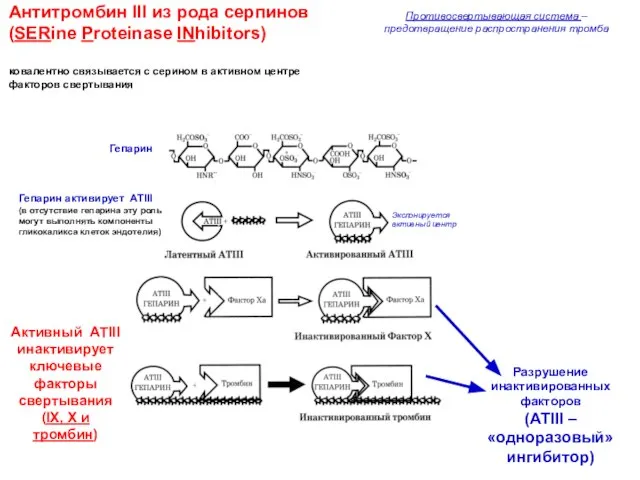 Антитромбин III из рода серпинов (SERine Proteinase INhibitors) ковалентно связывается с