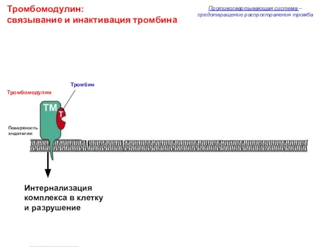 Тромбомодулин: связывание и инактивация тромбина Противосвертывающая система – предотвращение распространения тромба