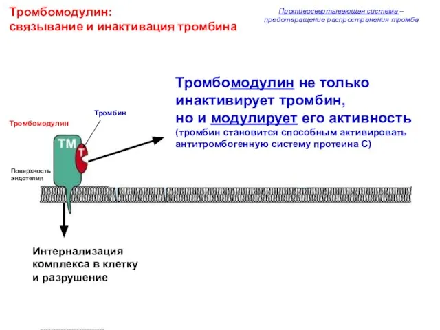 Тромбомодулин: связывание и инактивация тромбина Противосвертывающая система – предотвращение распространения тромба