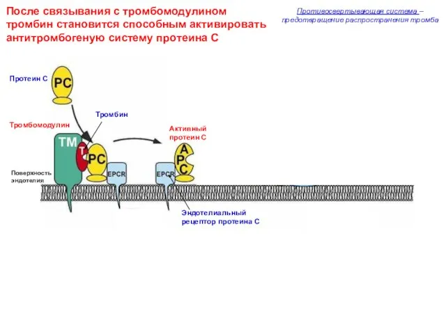 После связывания с тромбомодулином тромбин становится способным активировать антитромбогеную систему протеина