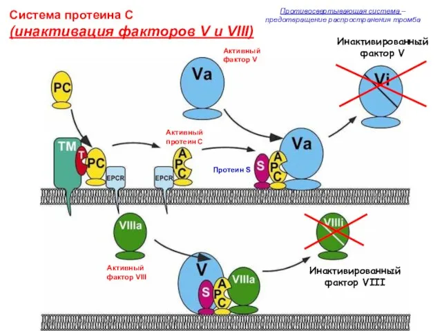 Система протеина С (инактивация факторов V и VIII) Активный протеин С