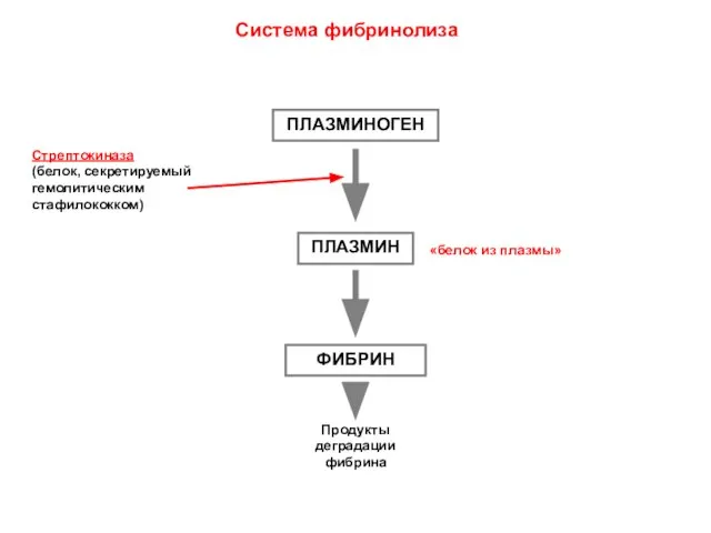 ПЛАЗМИНОГЕН ПЛАЗМИН ФИБРИН Продукты деградации фибрина Стрептокиназа (белок, секретируемый гемолитическим стафилококком) «белок из плазмы» Система фибринолиза