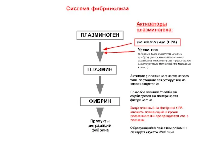 ПЛАЗМИНОГЕН ПЛАЗМИН ФИБРИН Система фибринолиза Продукты деградации фибрина Активаторы плазминогена: тканевого