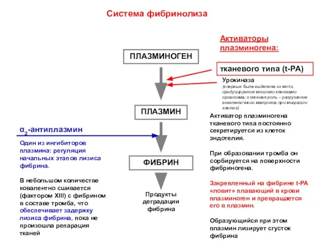 ПЛАЗМИНОГЕН ПЛАЗМИН ФИБРИН Система фибринолиза Продукты деградации фибрина Активаторы плазминогена: тканевого