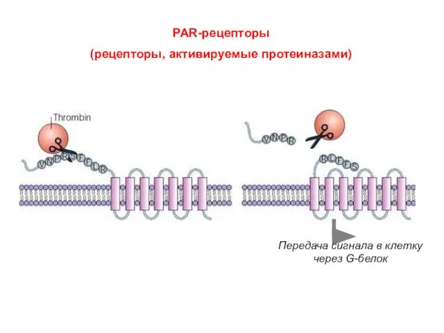 PAR-рецепторы (рецепторы, активируемые протеиназами) Передача сигнала в клетку через G-белок