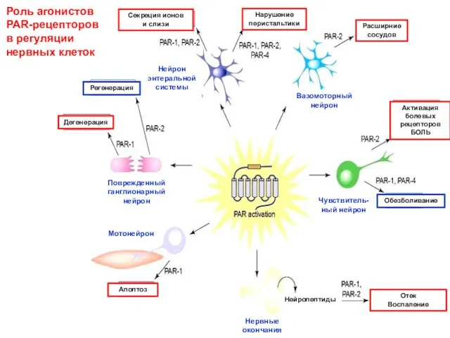Роль агонистов PAR-рецепторов в регуляции нервных клеток
