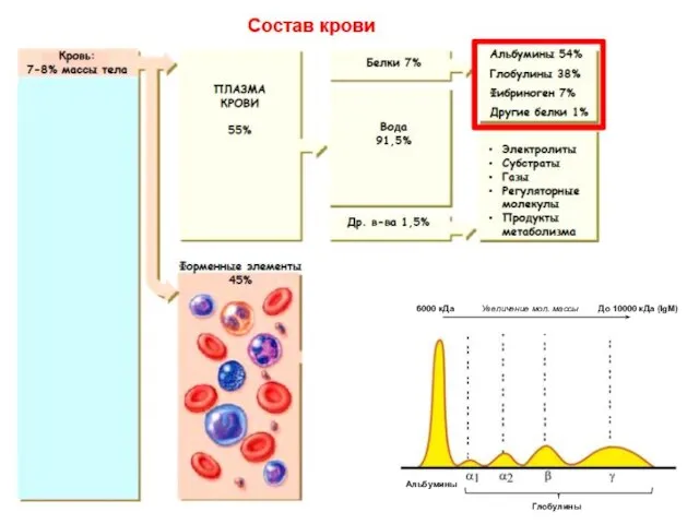 Альбумины Глобулины Увеличение мол. массы 6000 кДа До 10000 кДа (IgM)