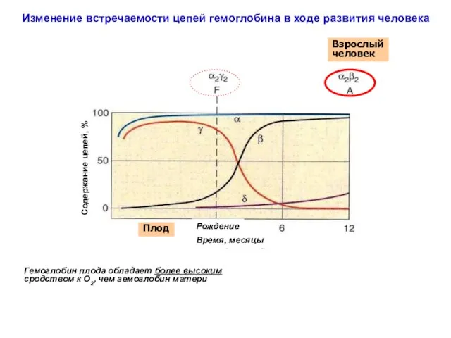 Гемоглобин плода обладает более высоким сродством к О2, чем гемоглобин матери
