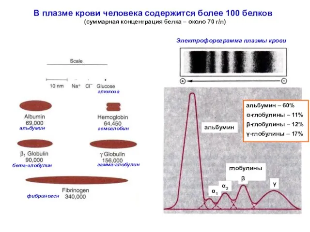 Электрофореграмма плазмы крови альбумин гамма-глобулин гемоглобин глюкоза бета-глобулин фибриноген альбумин глобулины