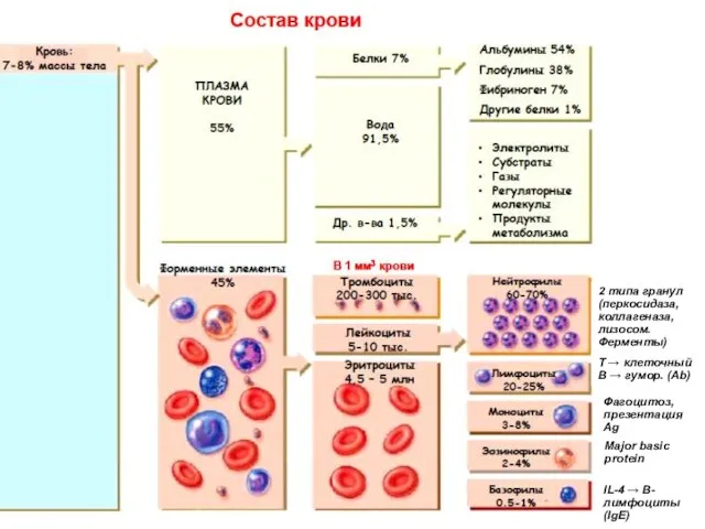 2 типа гранул (перкосидаза, коллагеназа, лизосом. Ферменты) Major basic protein IL-4