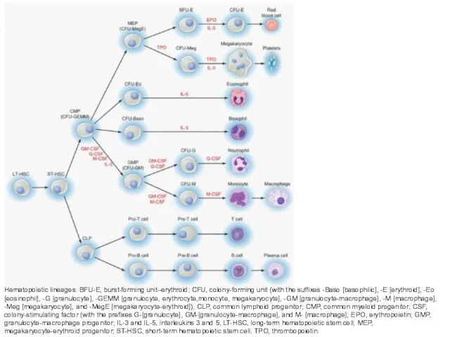 Hematopoietic lineages. BFU-E, burst-forming unit–erythroid; CFU, colony-forming unit (with the suffixes