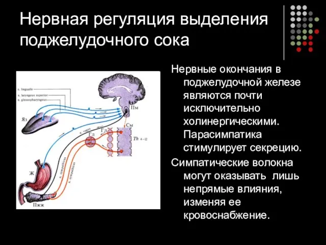 Нервная регуляция выделения поджелудочного сока Нервные окончания в поджелудочной железе являются