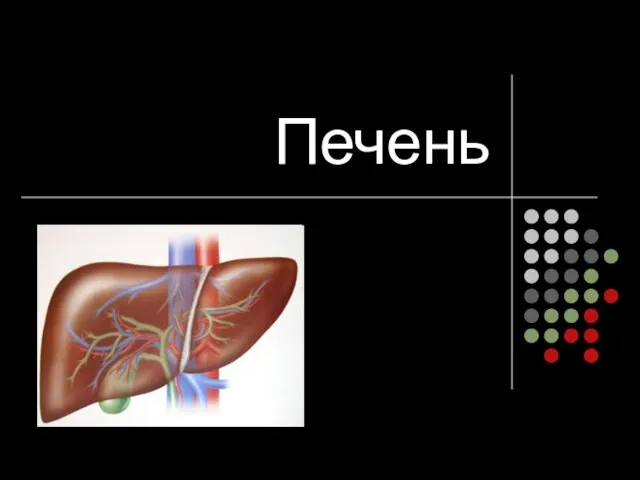 Печень