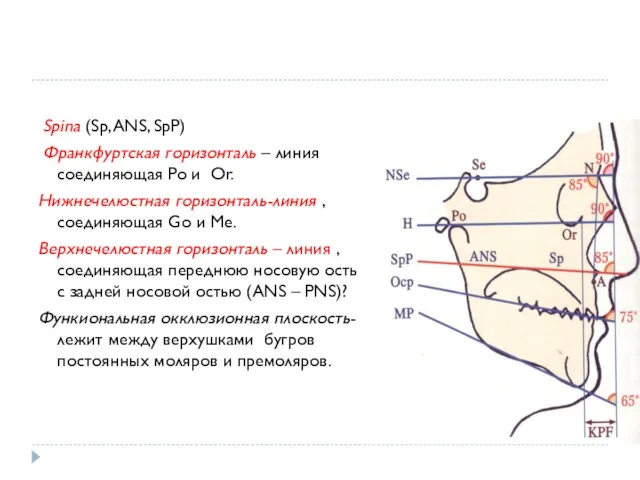 Spina (Sp, ANS, SpP) Франкфуртская горизонталь – линия соединяющая Po и