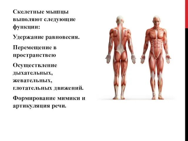 Скелетные мышцы выполяют следующие функции: Удержание равновесия. Перемещение в пространствею Осуществление