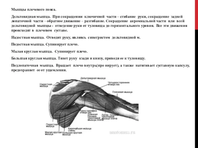 Мышцы плечевого пояса. Дельтовидная мышца. При сокращении ключичной части – сгибание