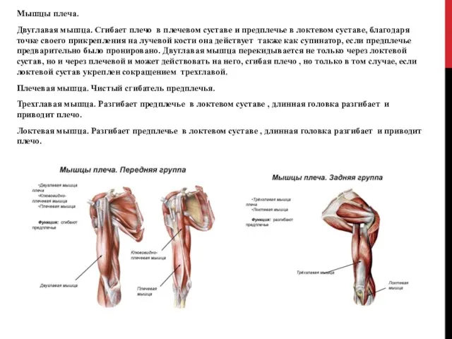 Мышцы плеча. Двуглавая мышца. Сгибает плечо в плечевом суставе и предплечье