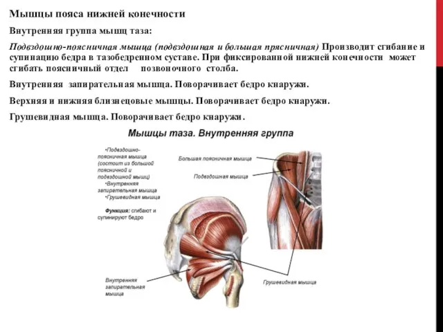 Мышцы пояса нижней конечности Внутренняя группа мышц таза: Подвздошно-поясничная мышца (подвздошная