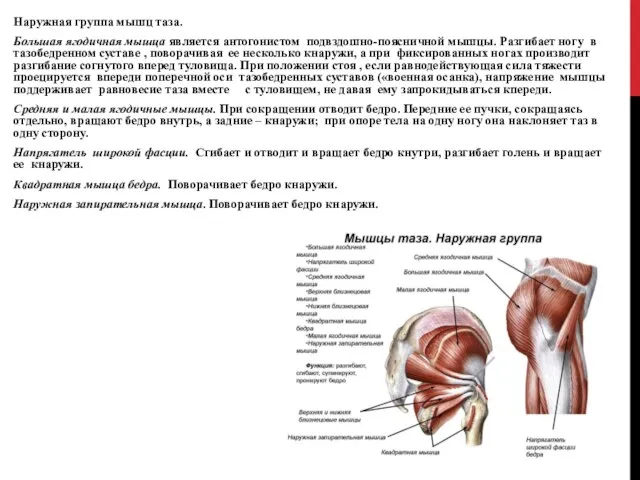 Наружная группа мышц таза. Большая ягодичная мышца является антогонистом подвздошно-поясничной мышцы.