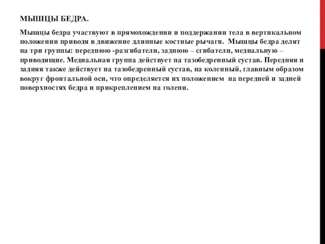 МЫШЦЫ БЕДРА. Мышцы бедра участвуют в прямохождении и поддержании тела в