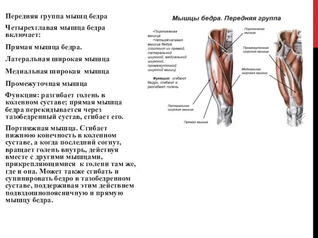Передняя группа мышц бедра Четырехглавая мышца бедра включает: Прямая мышца бедра.