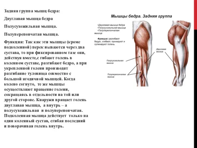 Задняя группа мышц бедра: Двуглавая мышца бедра Полусухожильная мышца. Полуперепончатая мышца.