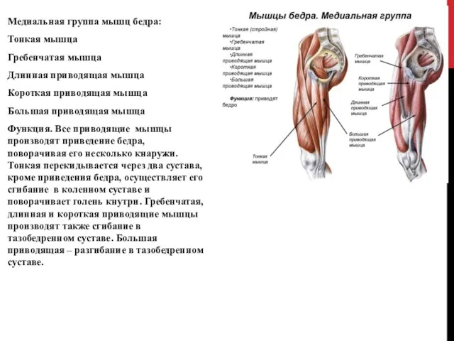 Медиальная группа мышц бедра: Тонкая мышца Гребенчатая мышца Длинная приводящая мышца