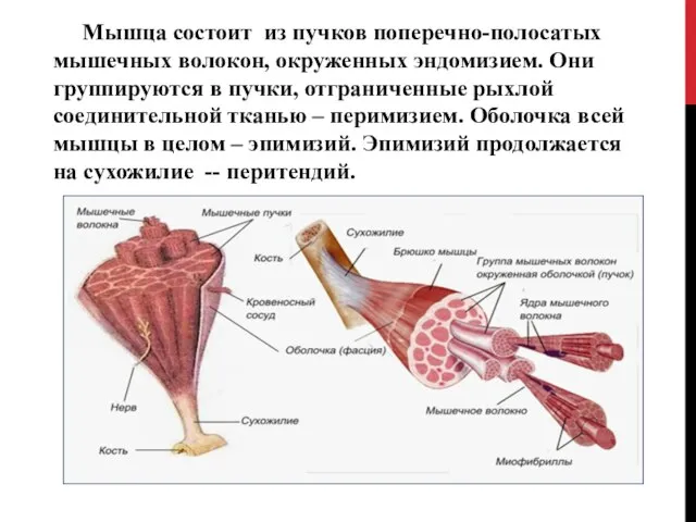 Мышца состоит из пучков поперечно-полосатых мышечных волокон, окруженных эндомизием. Они группируются