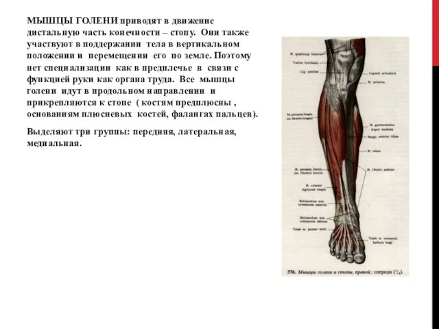 МЫШЦЫ ГОЛЕНИ приводят в движение дистальную часть конечности – стопу. Они