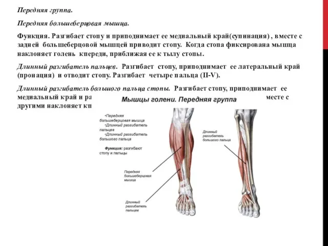Передняя группа. Передняя большеберцовая мышца. Функция. Разгибает стопу и приподнимает ее