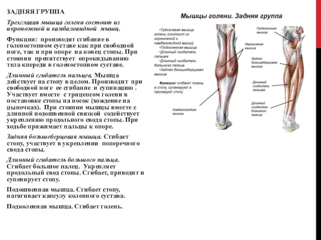 ЗАДНЯЯ ГРУППА Трехглавая мышца голени состоит из икроножной и камбаловидной мышц.