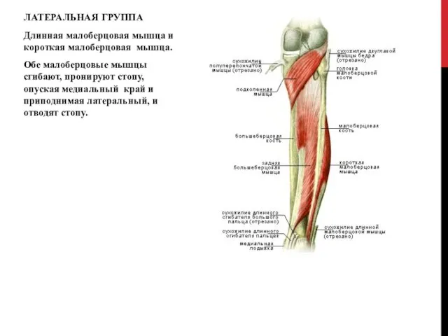 ЛАТЕРАЛЬНАЯ ГРУППА Длинная малоберцовая мышца и короткая малоберцовая мышца. Обе малоберцовые