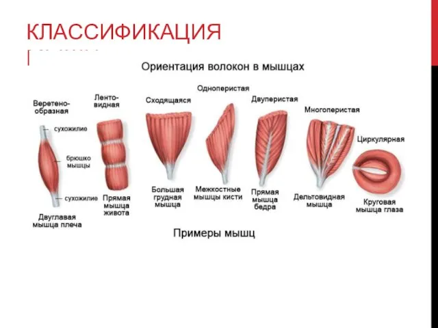 КЛАССИФИКАЦИЯ МЫШЦ