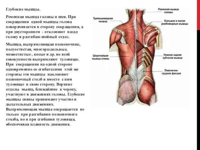 Глубокие мышцы. Ременная мышца головы и шеи. При сокращении одной мышцы