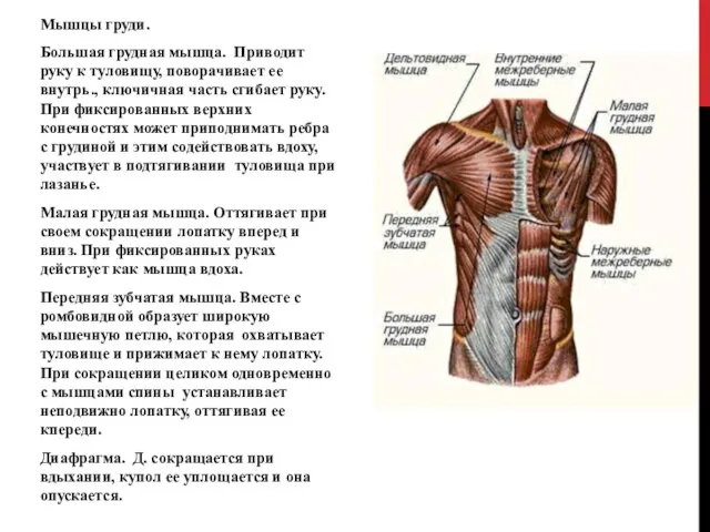 Мышцы груди. Большая грудная мышца. Приводит руку к туловищу, поворачивает ее