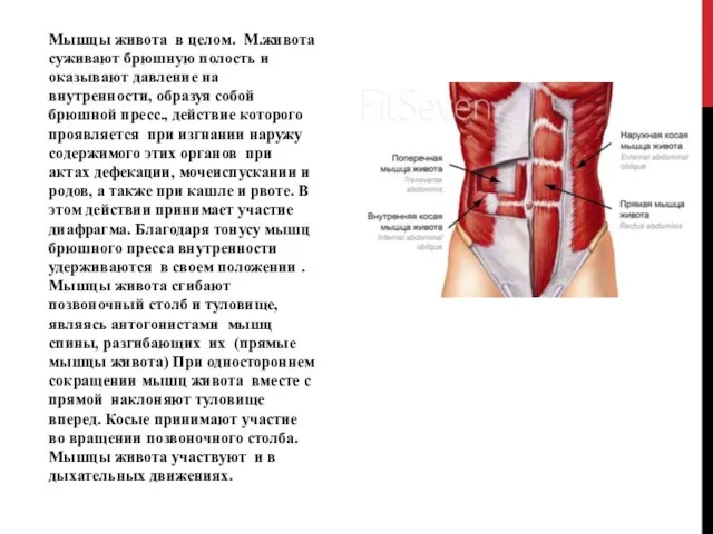 Мышцы живота в целом. М.живота суживают брюшную полость и оказывают давление