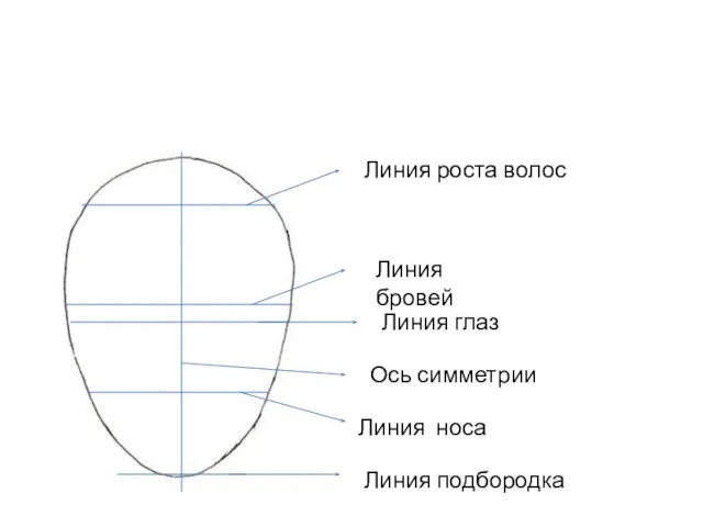 Ось симметрии Линия роста волос Линия бровей Линия глаз Линия носа Линия подбородка