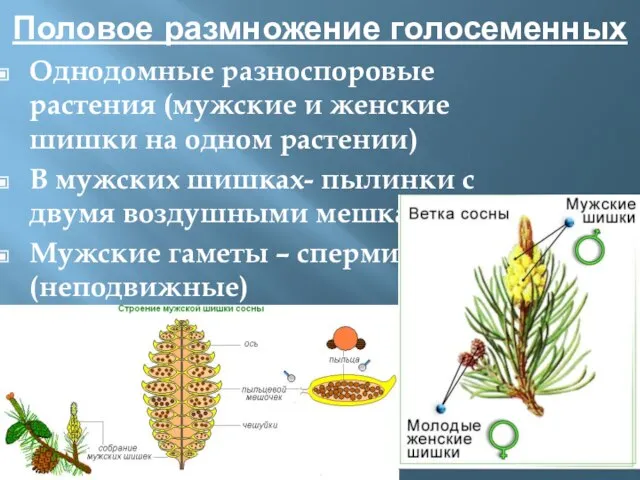 Половое размножение голосеменных Однодомные разноспоровые растения (мужские и женские шишки на