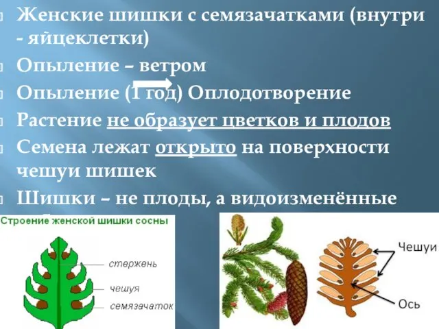 Женские шишки с семязачатками (внутри - яйцеклетки) Опыление – ветром Опыление